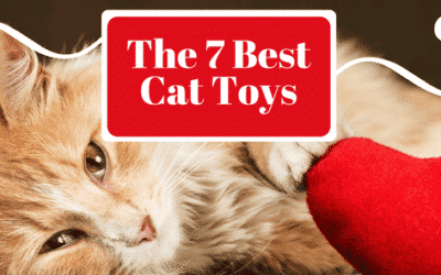 The 7 Best Cat Toys