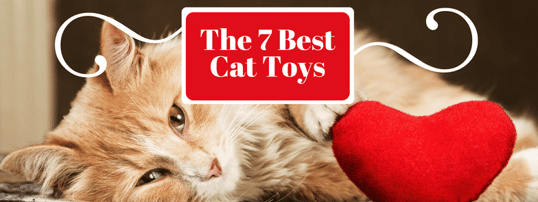 Best Cat Toys