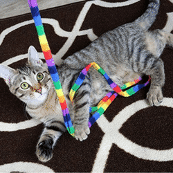 cat wand teaser toy rainbow