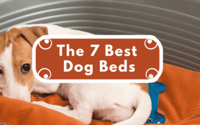 The 7 Best Dog Beds