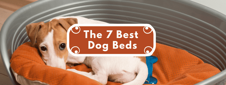 The 7 Best Dog Beds