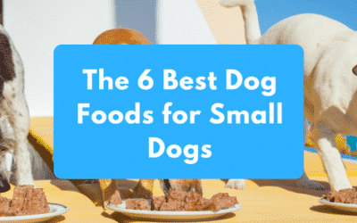 The 6 Best Dog Foods for Small Dogs